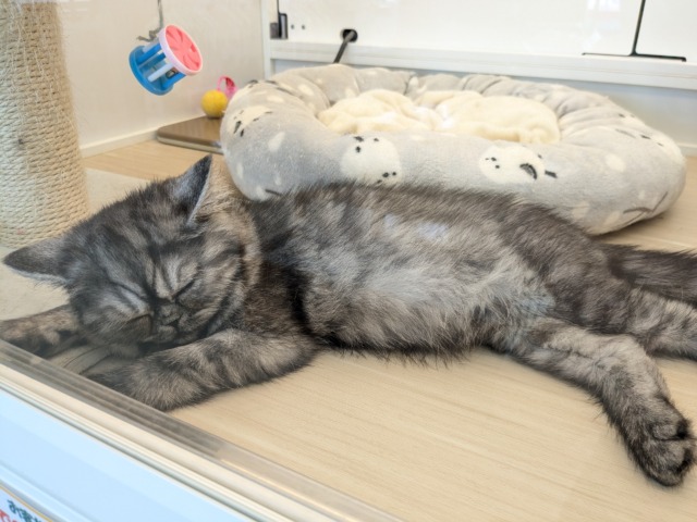 エキゾチック