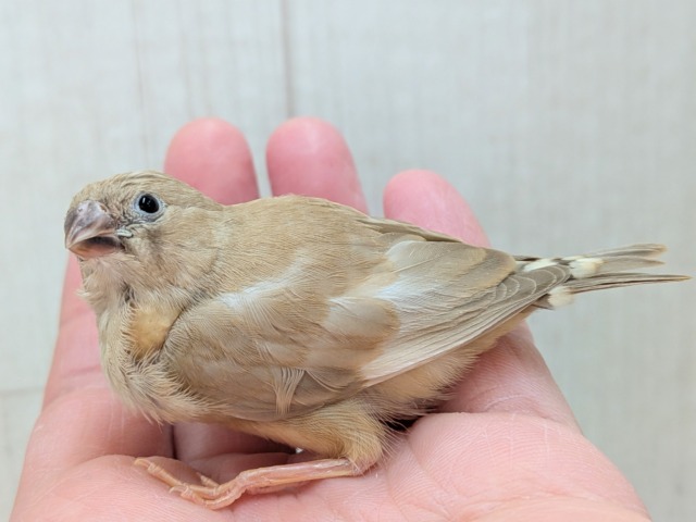 カフェラテにさらにちょっとミルクかけちゃった!?キンカ鳥ヒナさんフォーン 錦花鳥(キンカチョウ)