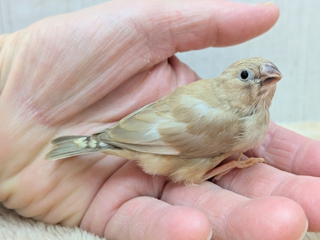 カフェラテにさらにちょっとミルクかけちゃった!?キンカ鳥ヒナさんフォーン 錦花鳥(キンカチョウ)