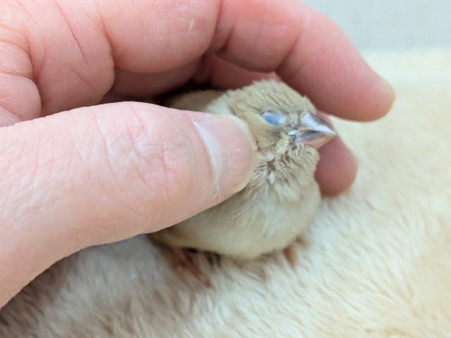 カフェラテにさらにちょっとミルクかけちゃった!?キンカ鳥ヒナさんフォーン 錦花鳥(キンカチョウ)