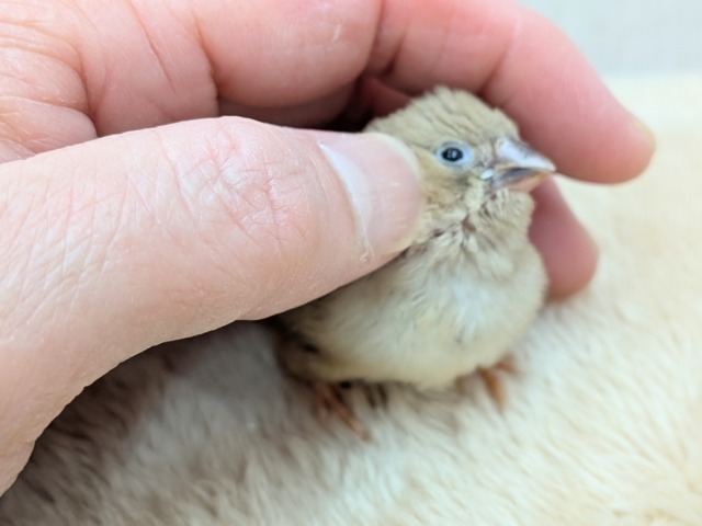 カフェラテにさらにちょっとミルクかけちゃった!?キンカ鳥ヒナさんフォーン 錦花鳥(キンカチョウ)