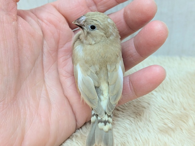 カフェラテにさらにちょっとミルクかけちゃった!?キンカ鳥ヒナさんフォーン 錦花鳥(キンカチョウ)