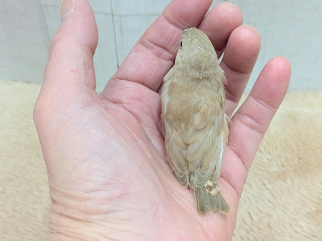 大人気!きな粉餅カラー✨キンカ鳥ヒナさんフォーン 錦花鳥(キンカチョウ)
