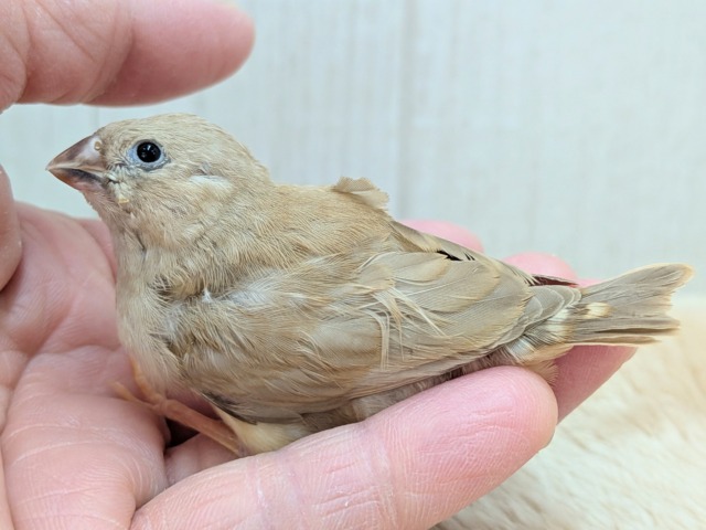 大人気!きな粉餅カラー✨キンカ鳥ヒナさんフォーン 錦花鳥(キンカチョウ)