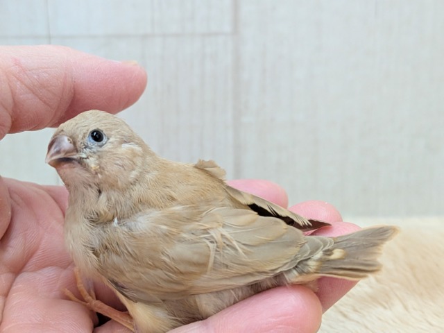 大人気!きな粉餅カラー✨キンカ鳥ヒナさんフォーン 錦花鳥(キンカチョウ)