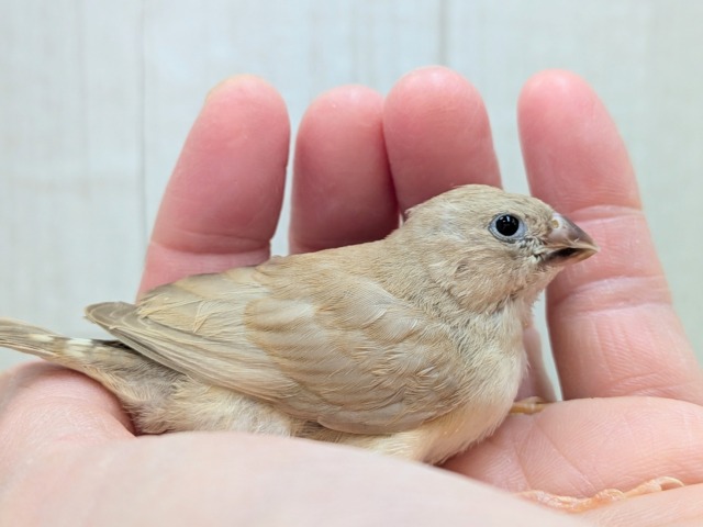 大人気!きな粉餅カラー✨キンカ鳥ヒナさんフォーン 錦花鳥(キンカチョウ)