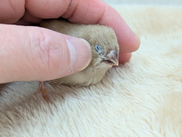大人気!きな粉餅カラー✨キンカ鳥ヒナさんフォーン 錦花鳥(キンカチョウ)