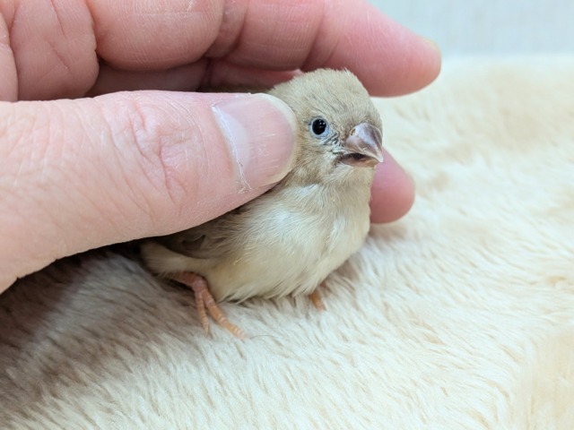 大人気!きな粉餅カラー✨キンカ鳥ヒナさんフォーン 錦花鳥(キンカチョウ)
