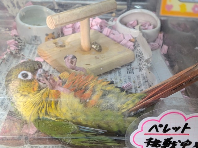 ワキコガネウロコインコ