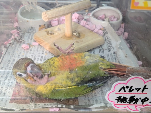 ワキコガネウロコインコ