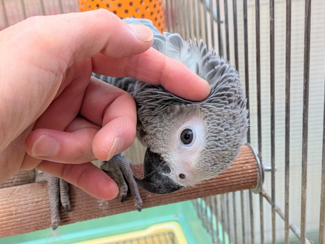 最新画像あります!趣味はご飯を食べること😋💕おしゃべり練習中~ヨウムちゃん‼️ ヨウム