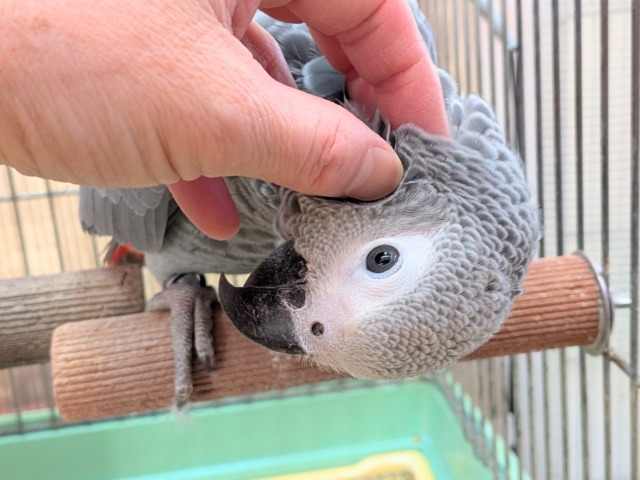 最新画像あります!趣味はご飯を食べること😋💕おしゃべり練習中~ヨウムちゃん‼️ ヨウム