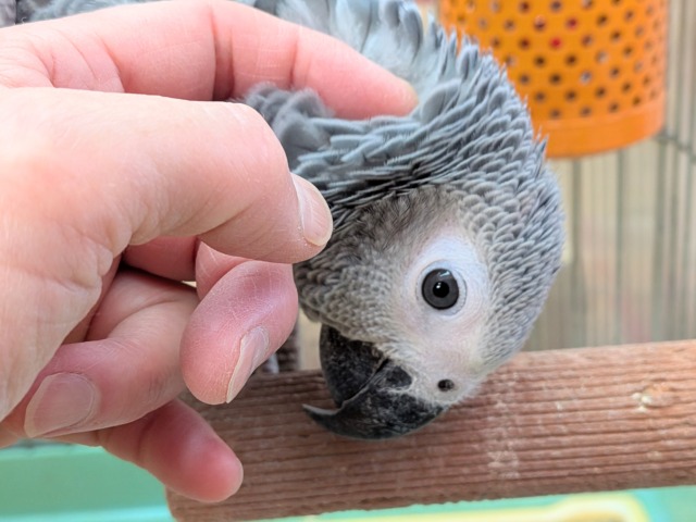 最新画像あります!趣味はご飯を食べること😋💕おしゃべり練習中~ヨウムちゃん‼️ ヨウム