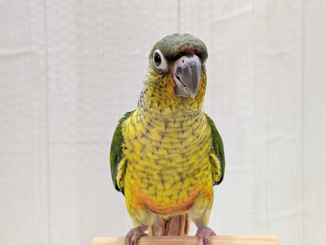ワキコガネウロコインコ