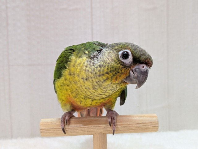 ワキコガネウロコインコ