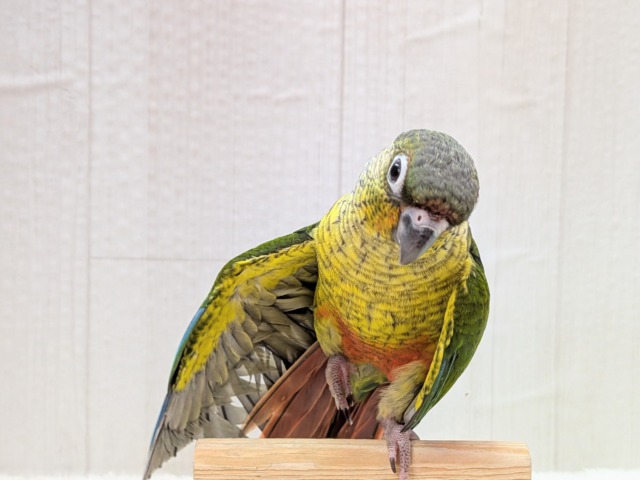 ワキコガネウロコインコ