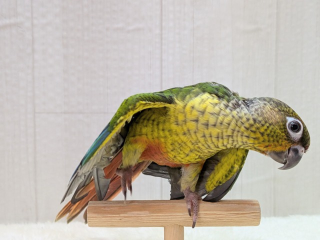ワキコガネウロコインコ