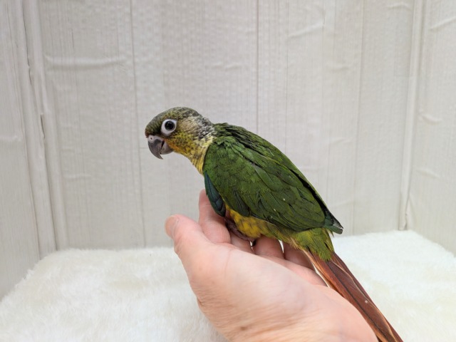 ワキコガネウロコインコ