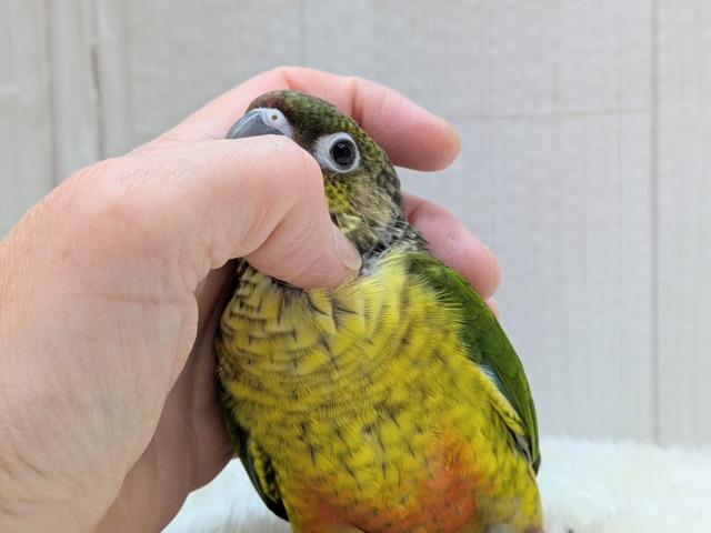 ワキコガネウロコインコ