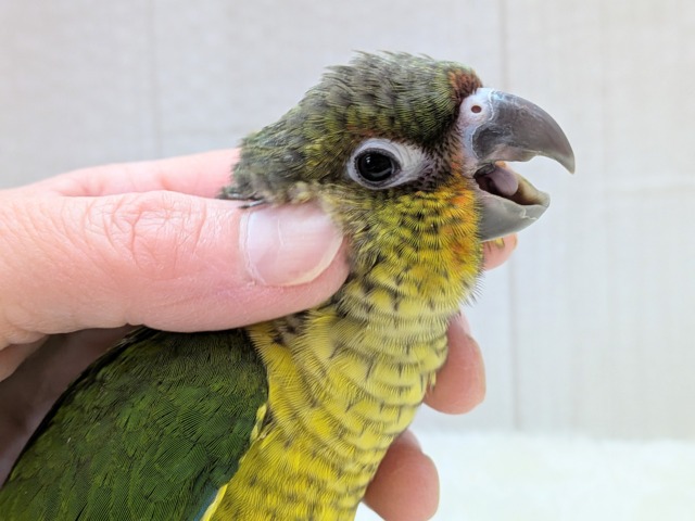 ワキコガネウロコインコ