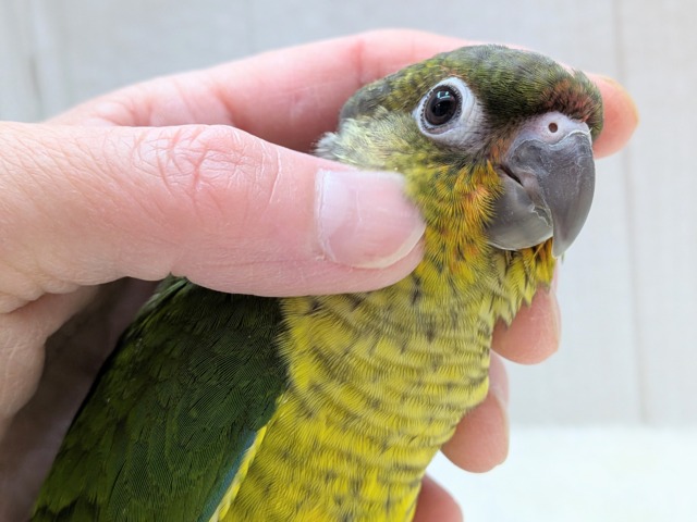 ワキコガネウロコインコ