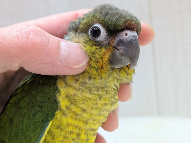 ワキコガネウロコインコ