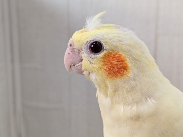 最新画像有ります❗️ぴっちぴちのおハゲちゃん💕オカメインコルチノー‼️ オカメインコ