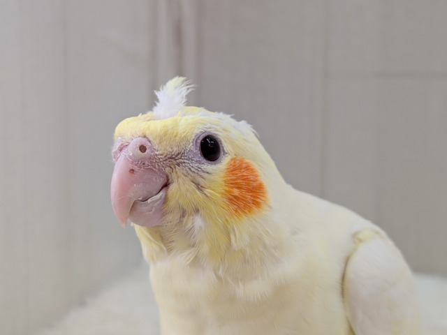 最新画像有ります❗️ぴっちぴちのおハゲちゃん💕オカメインコルチノー‼️ オカメインコ