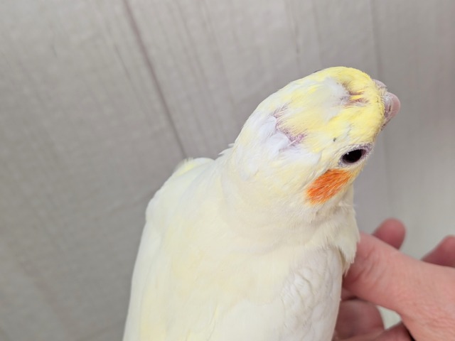 最新画像有ります❗️ぴっちぴちのおハゲちゃん💕オカメインコルチノー‼️ オカメインコ