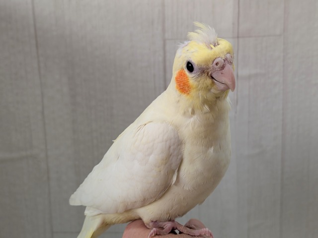 最新画像有ります❗️ぴっちぴちのおハゲちゃん💕オカメインコルチノー‼️ オカメインコ