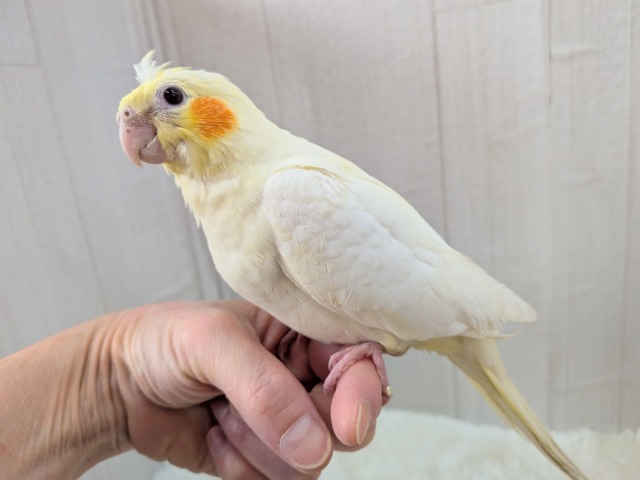 最新画像有ります❗️ぴっちぴちのおハゲちゃん💕オカメインコルチノー‼️ オカメインコ