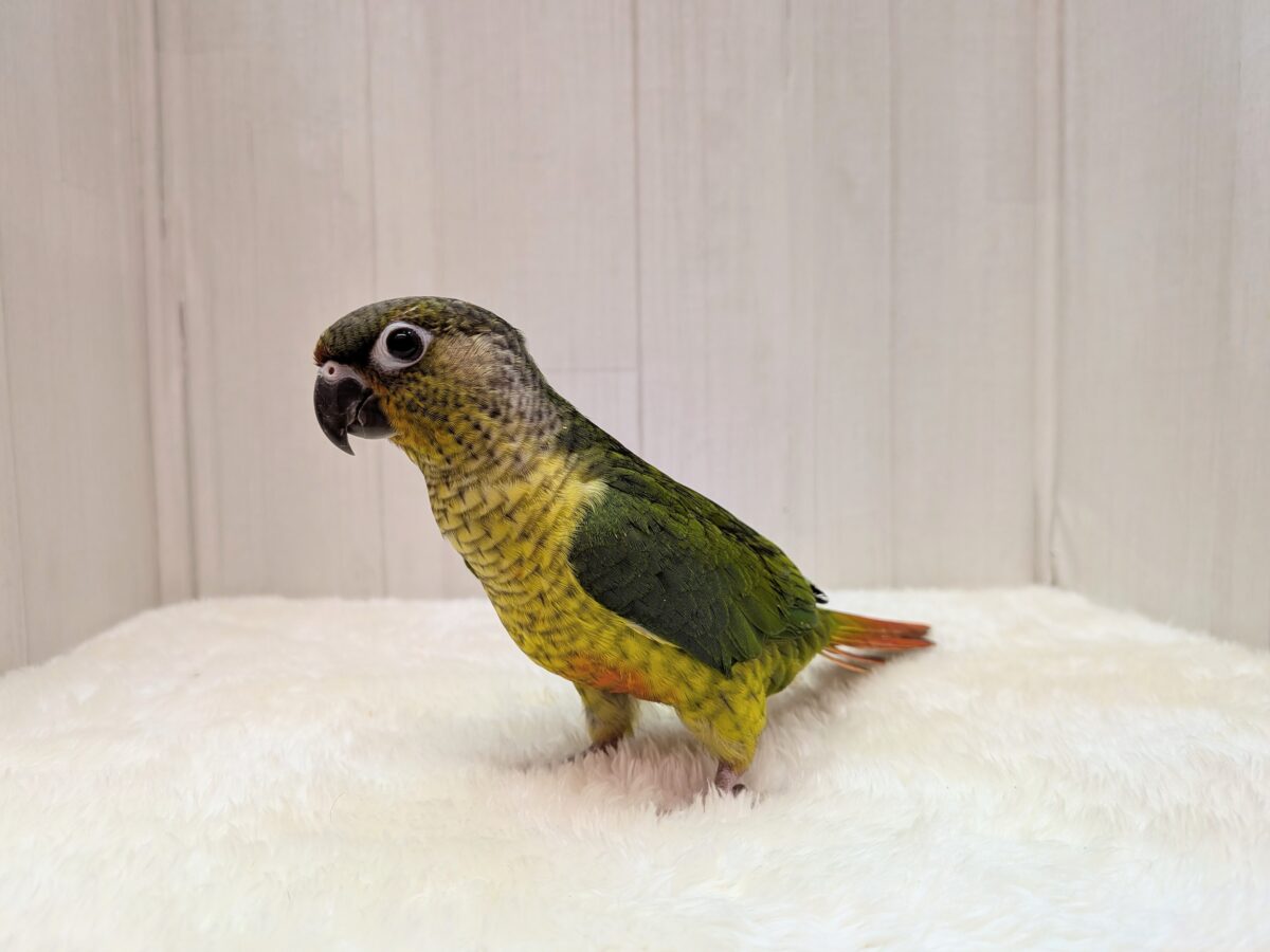 ワキコガネウロコインコ