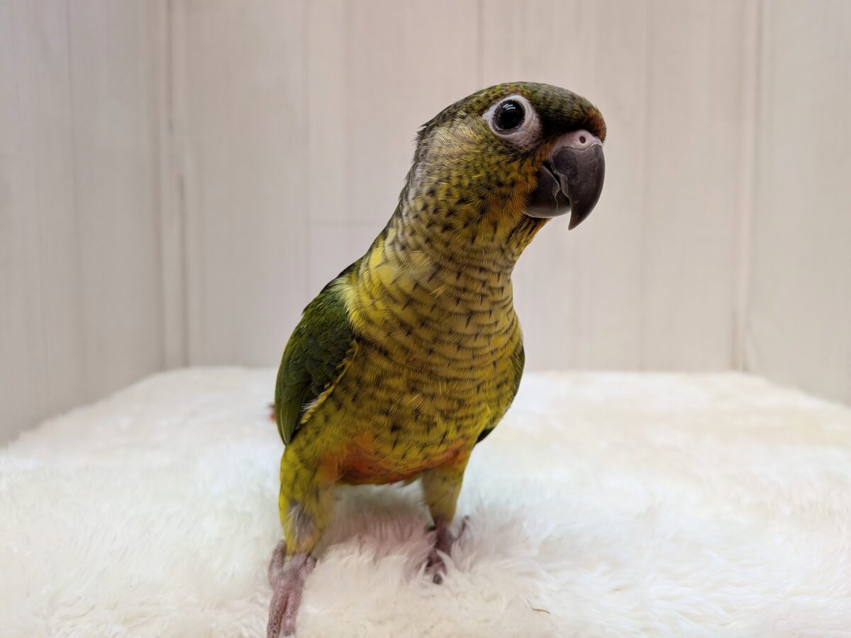 ワキコガネウロコインコ