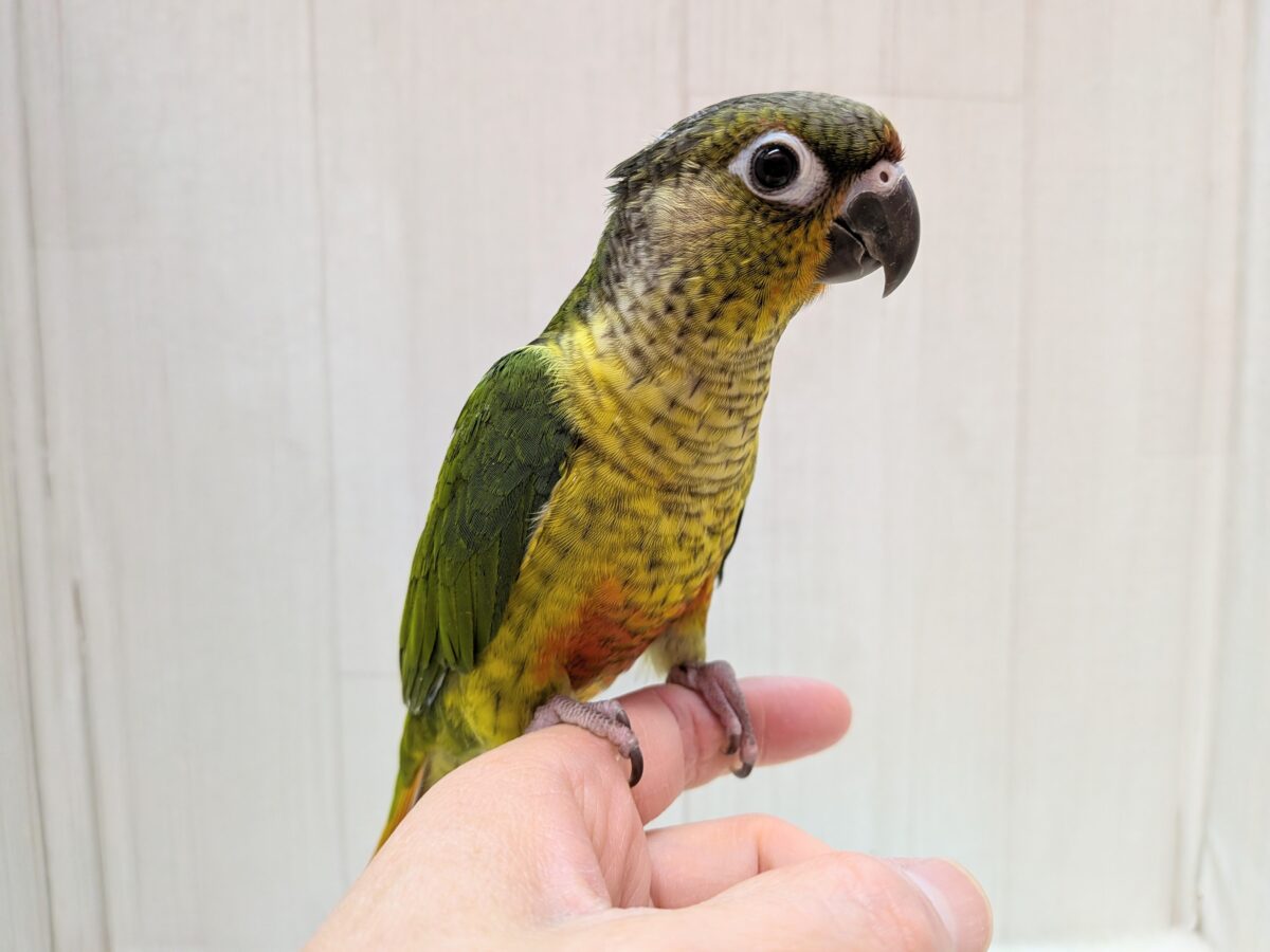ワキコガネウロコインコ