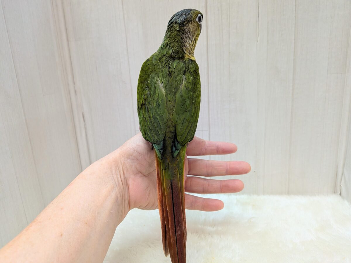 ワキコガネウロコインコ