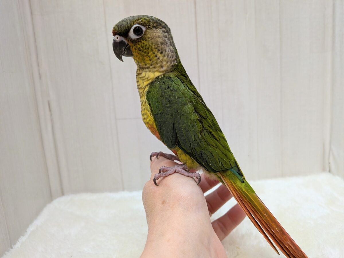 ワキコガネウロコインコ