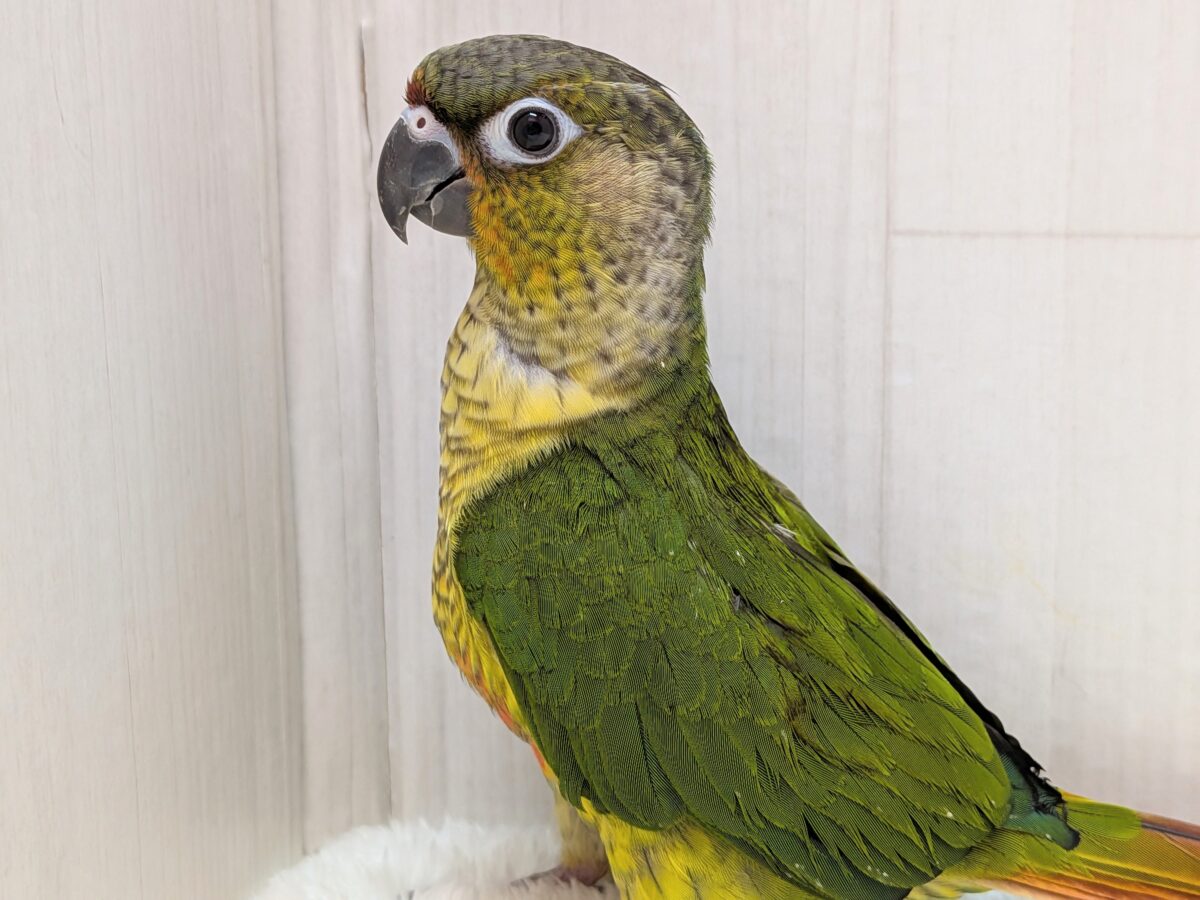 ワキコガネウロコインコ