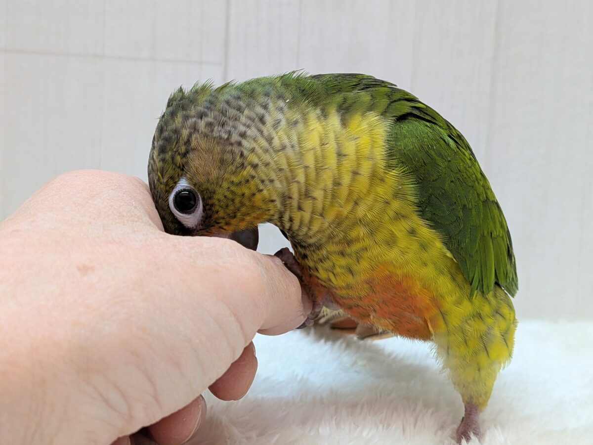 ワキコガネウロコインコ