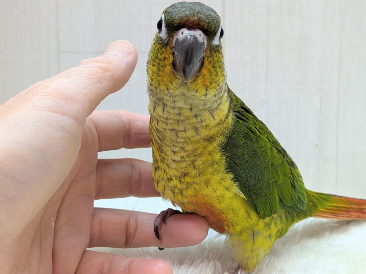 ワキコガネウロコインコ