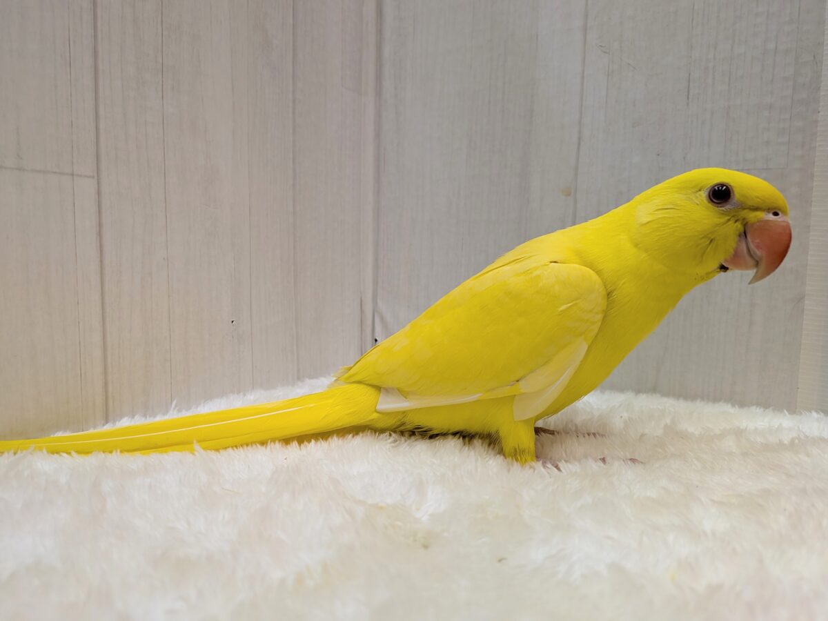 ワカケホンセイインコ（月の輪インコ）