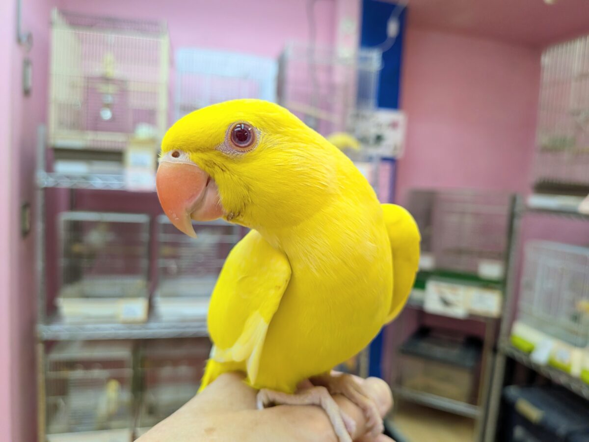 ワカケホンセイインコ（月の輪インコ）