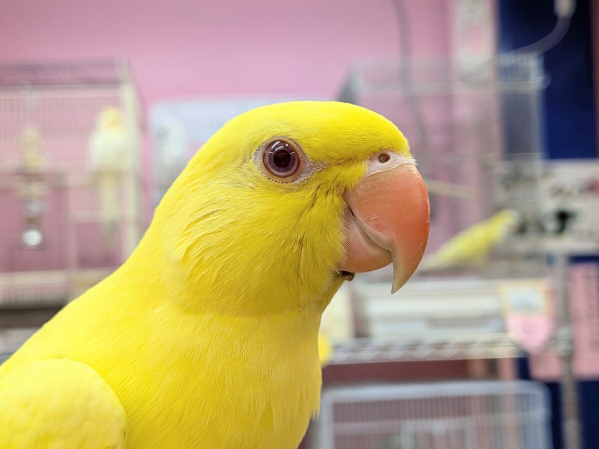 ワカケホンセイインコ（月の輪インコ）