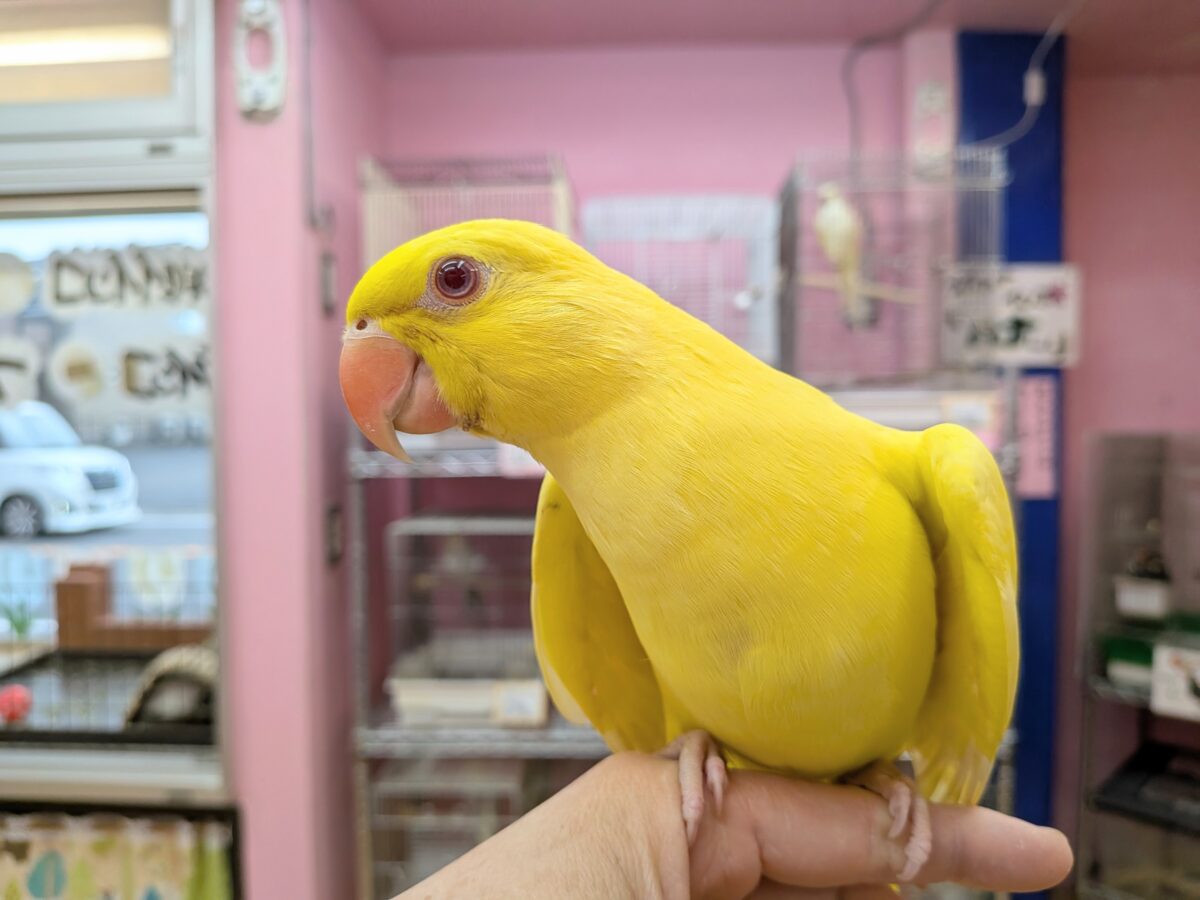 ワカケホンセイインコ（月の輪インコ）
