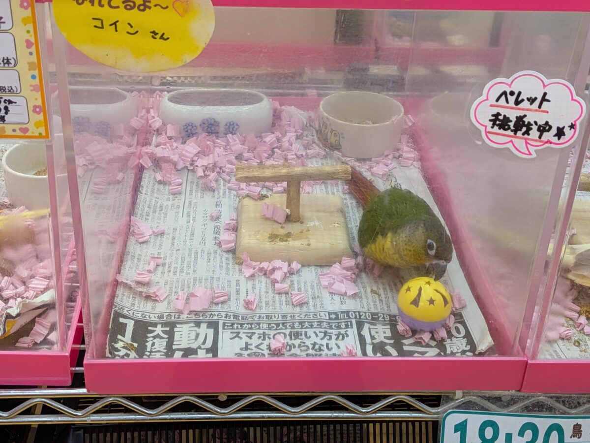 ワキコガネウロコインコ