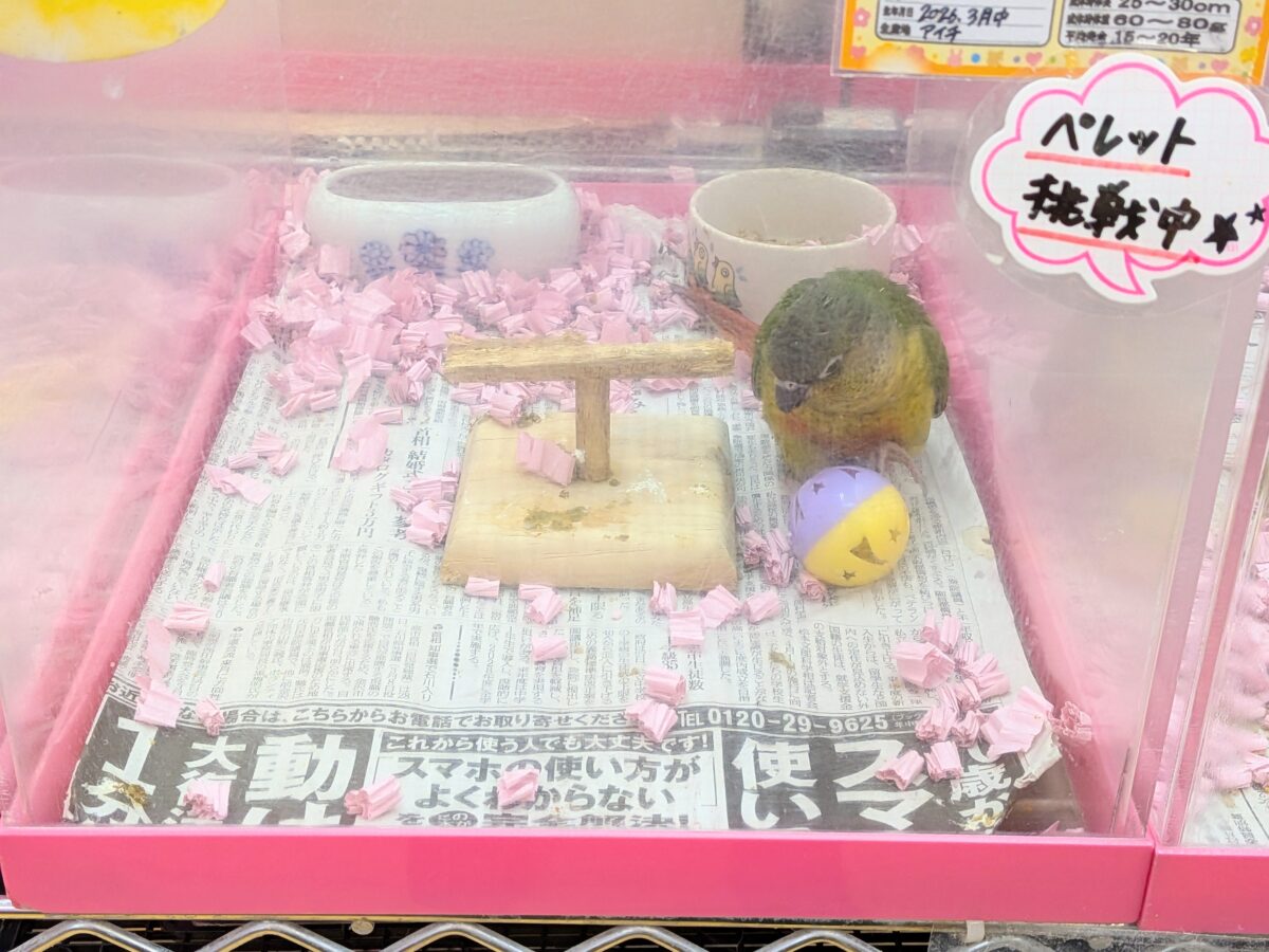 ワキコガネウロコインコ