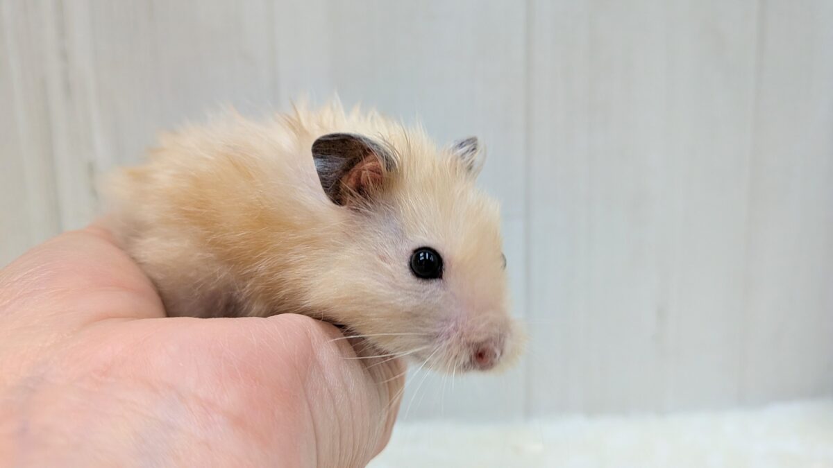 最新画像あります!輝き✨増々中!サテンハムスターさん ゴールデンハムスター