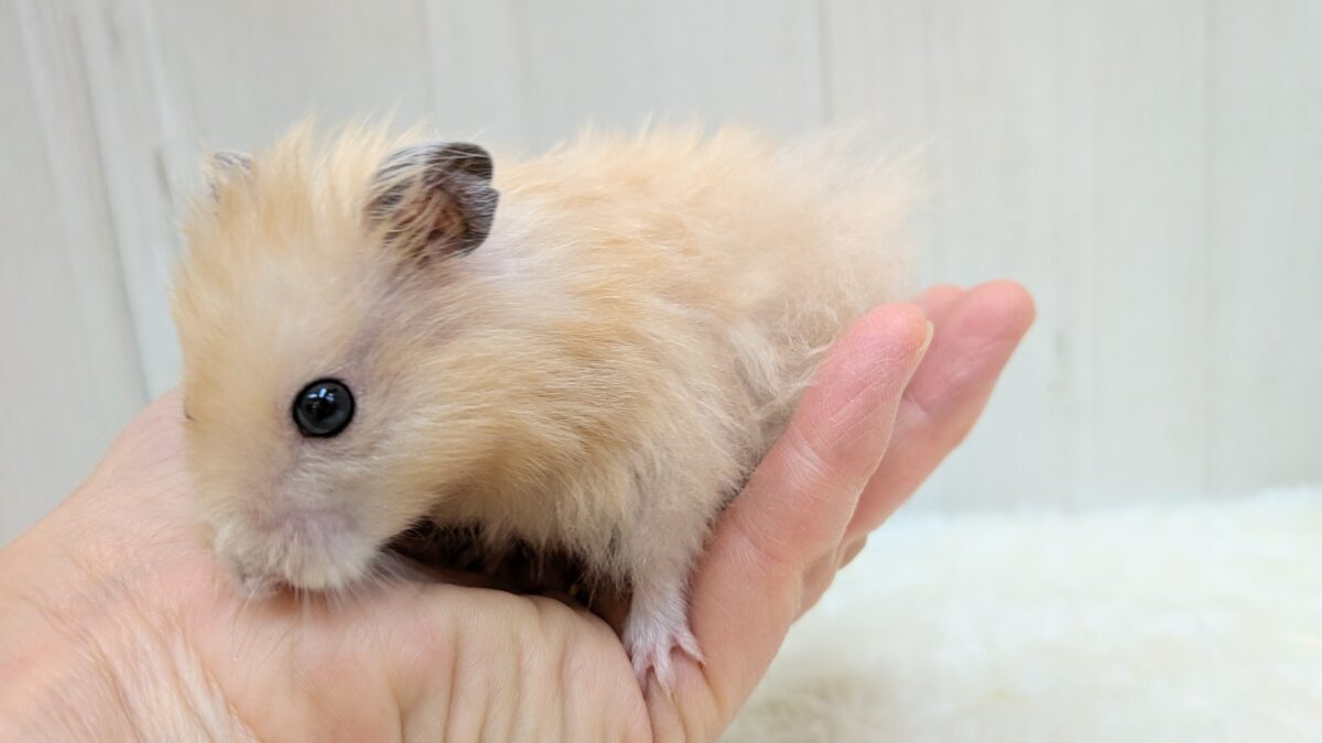 最新画像あります!輝き✨増々中!サテンハムスターさん ゴールデンハムスター