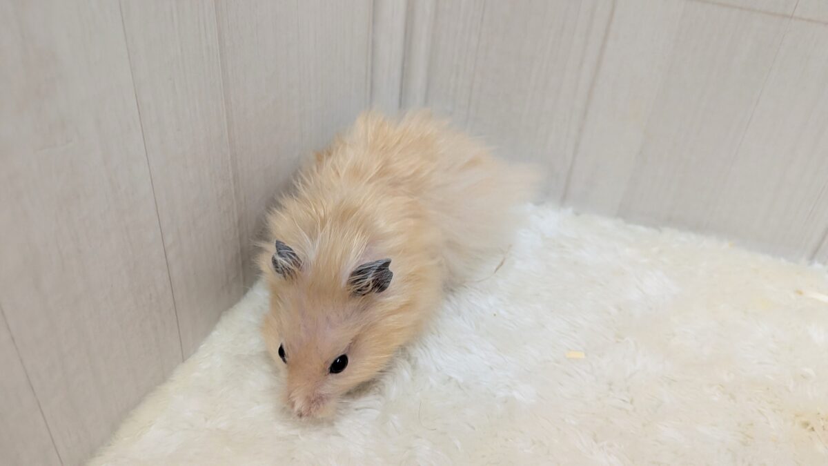 最新画像あります!輝き✨増々中!サテンハムスターさん ゴールデンハムスター