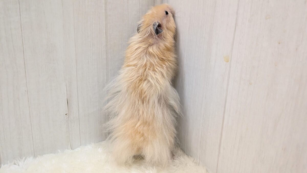最新画像あります!輝き✨増々中!サテンハムスターさん ゴールデンハムスター