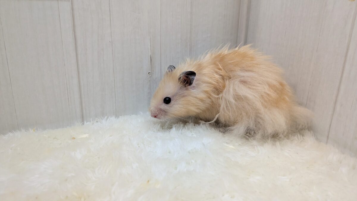 最新画像あります!輝き✨増々中!サテンハムスターさん ゴールデンハムスター